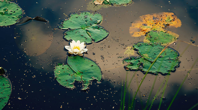 eautiful water lilies floating on a still pond, surrounded by green leaves and soft reflections on the water surface. 